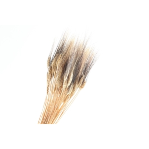 Triticum Black Wisps Natural