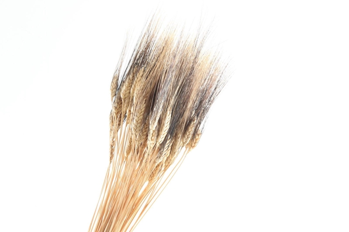 Triticum Black Wisps Natural