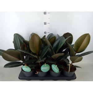 Ficus elastica 'Abidjan'