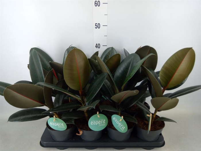 <h4>Ficus elastica 'Abidjan'</h4>
