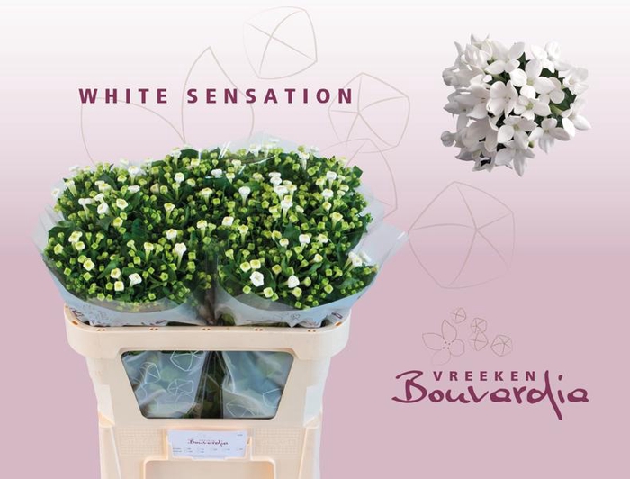 <h4>Bouvardia White Sensation Vreeken</h4>