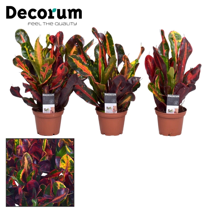 Croton Mammi kopstek 7 cm (Decorum)