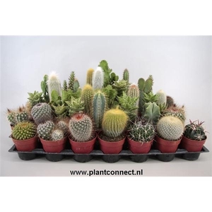 Cactus gemengd