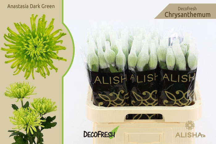 <h4>CHR G ANAST D GREEN</h4>