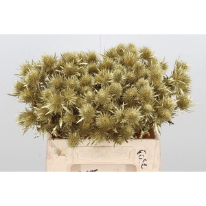 Eryn Magnetar Kl Bh Goud