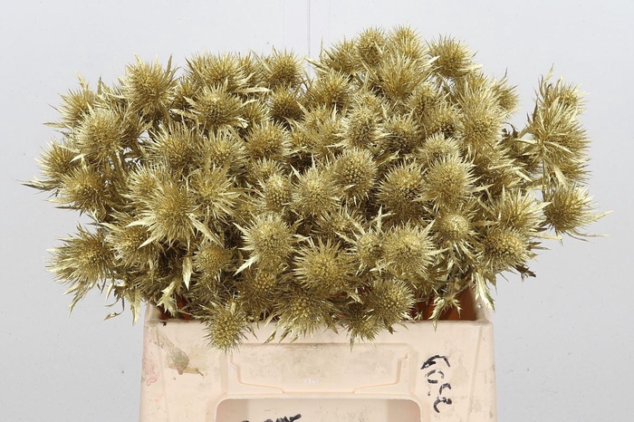 <h4>Eryn Magnetar Kl Bh Goud</h4>