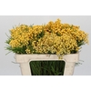 Kaaps Groen Lanug. yellow