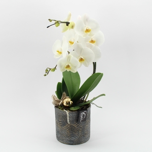 Opm PHALXM-2432 Phalaenopsis Xmas