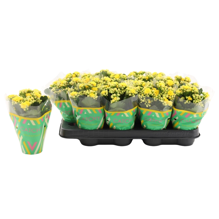 <h4>Kalanchoe Double Yellow</h4>