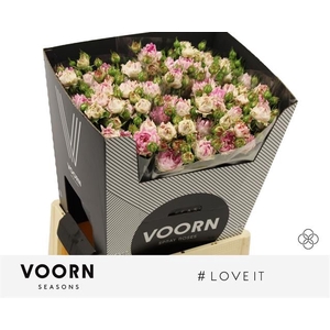 R Tr Love It Voorn Seasons