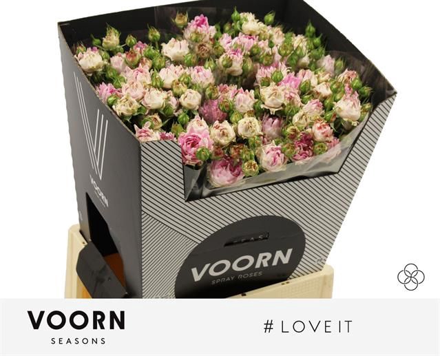 <h4>R Tr Love It Voorn Seasons</h4>