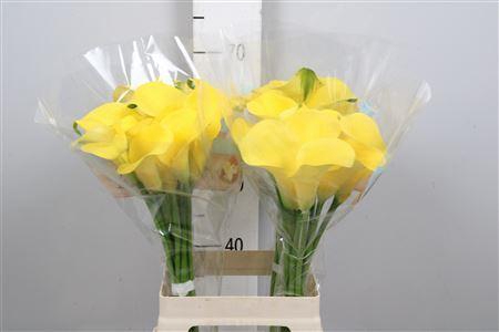 <h4>Zantedeschia  'Sunya'</h4>