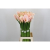 Zantedeschia Eydolls Salmon