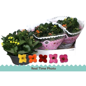 KAL EN GEM IN POT