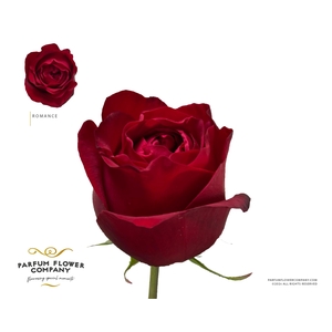 Rosa Garden Romance