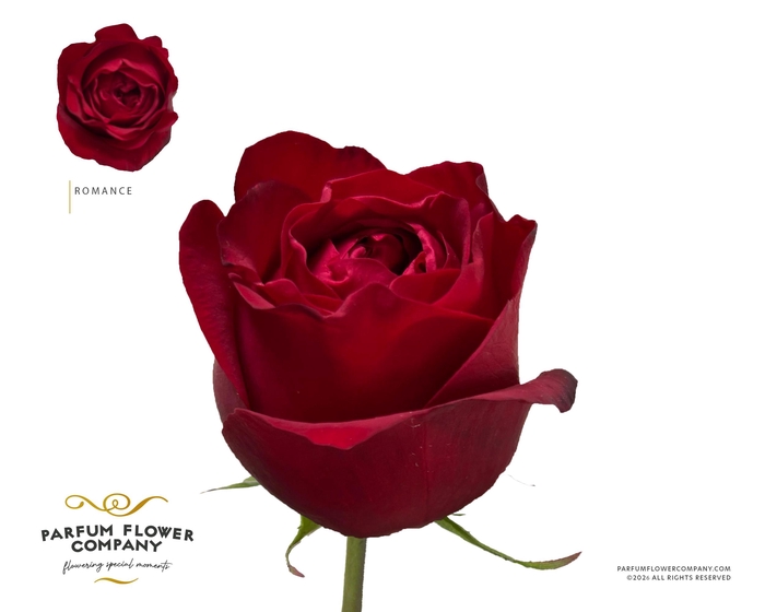 <h4>Rosa Garden Romance</h4>