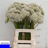 Allium Nigrum