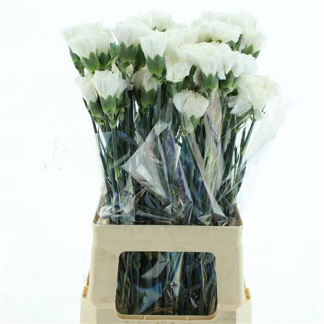 <h4>DI ST MOONLIGHT</h4>