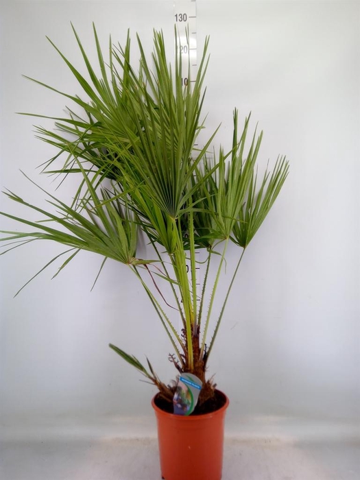 <h4>Chamaerops humilis</h4>