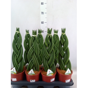 Sansevieria cyl.  ...