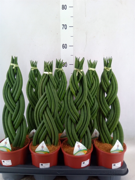 <h4>Sansevieria cyl.  ...</h4>
