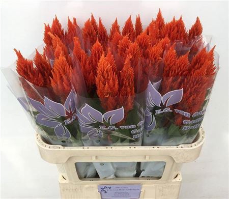 <h4>Cel P Sunday Orange</h4>