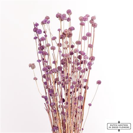 <h4>DRIED BIG MARS PURPLE BUNCH</h4>