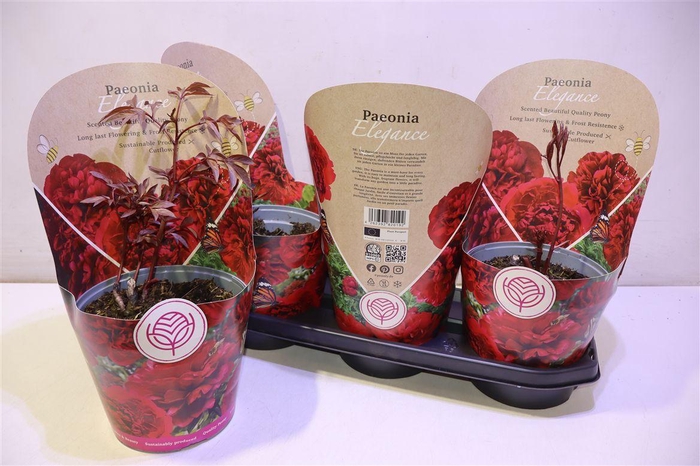 <h4>Paeonia Ov Rood</h4>