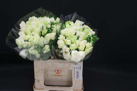 <h4>Anem Zwaar Pure White</h4>