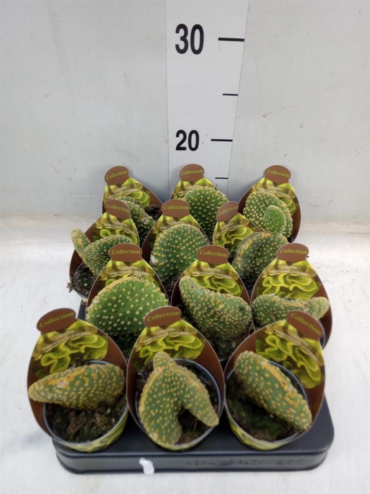 <h4>Opuntia</h4>
