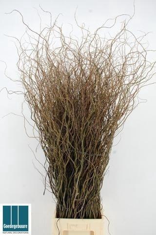 <h4>SALIX B TORTUOSA</h4>