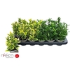 Euonymus Jap Gem