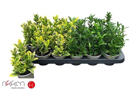 Euonymus Jap Gem