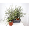 Kuippl Pittosporum Midget