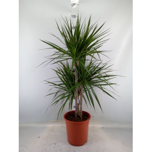 Dracaena marg.