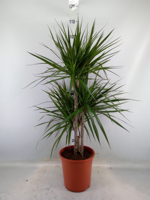 <h4>Dracaena marg.</h4>