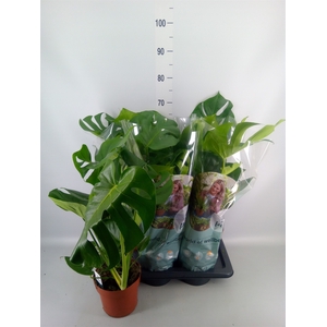 Monstera delic.