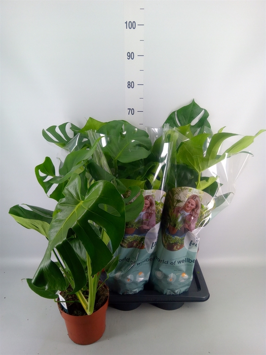 <h4>Monstera delic.</h4>