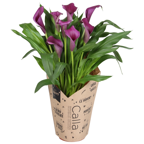 <h4>Zantedeschia Paco Calla paars in kraft hoes</h4>