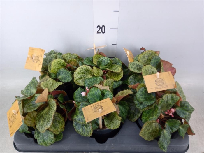 <h4>Begonia BD   ...</h4>