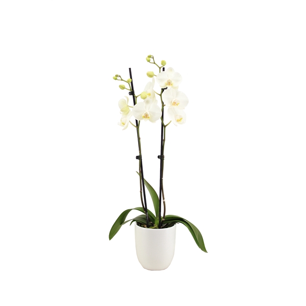 <h4>Hugo White Phal Wit 2T14+</h4>