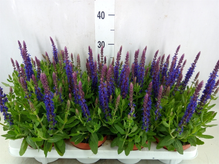 <h4>Salvia nemorosa 'Sensation Blue Dp'</h4>