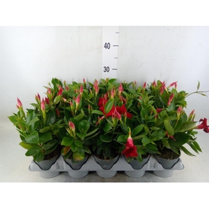 Mandevilla am. 'Sundav Red'