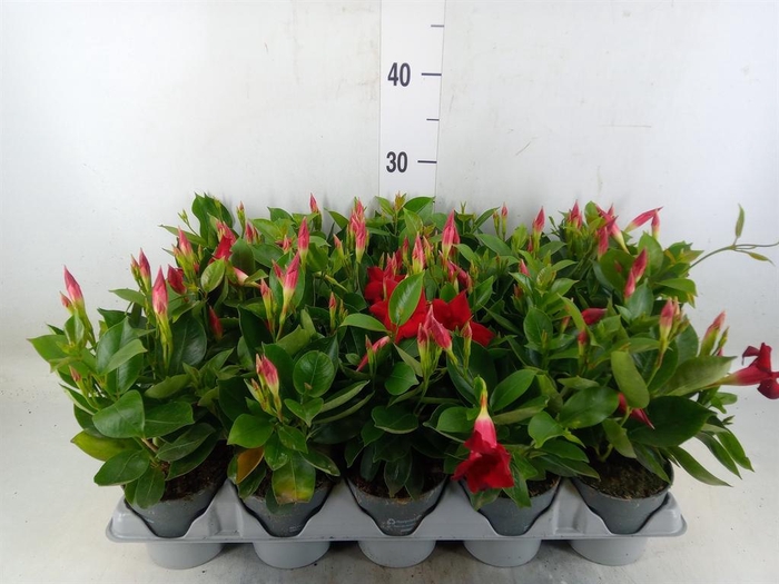 <h4>Mandevilla am. 'Sundav Red'</h4>