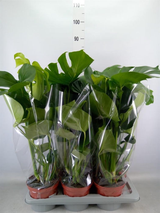 <h4>Monstera delic.</h4>