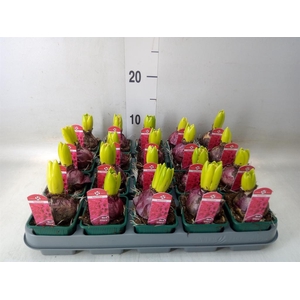 Hyacinthus orie. 'Red Glory'