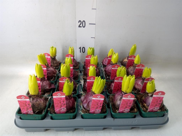 <h4>Hyacinthus orie. 'Red Glory'</h4>