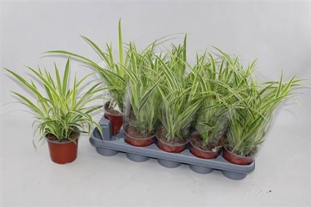 Chlor Comosum