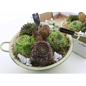 ARR SEMPERVIVUM