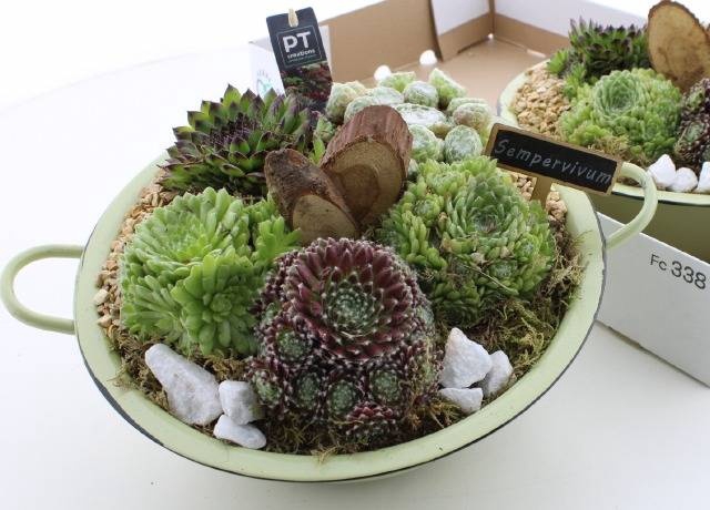 <h4>ARR SEMPERVIVUM</h4>
